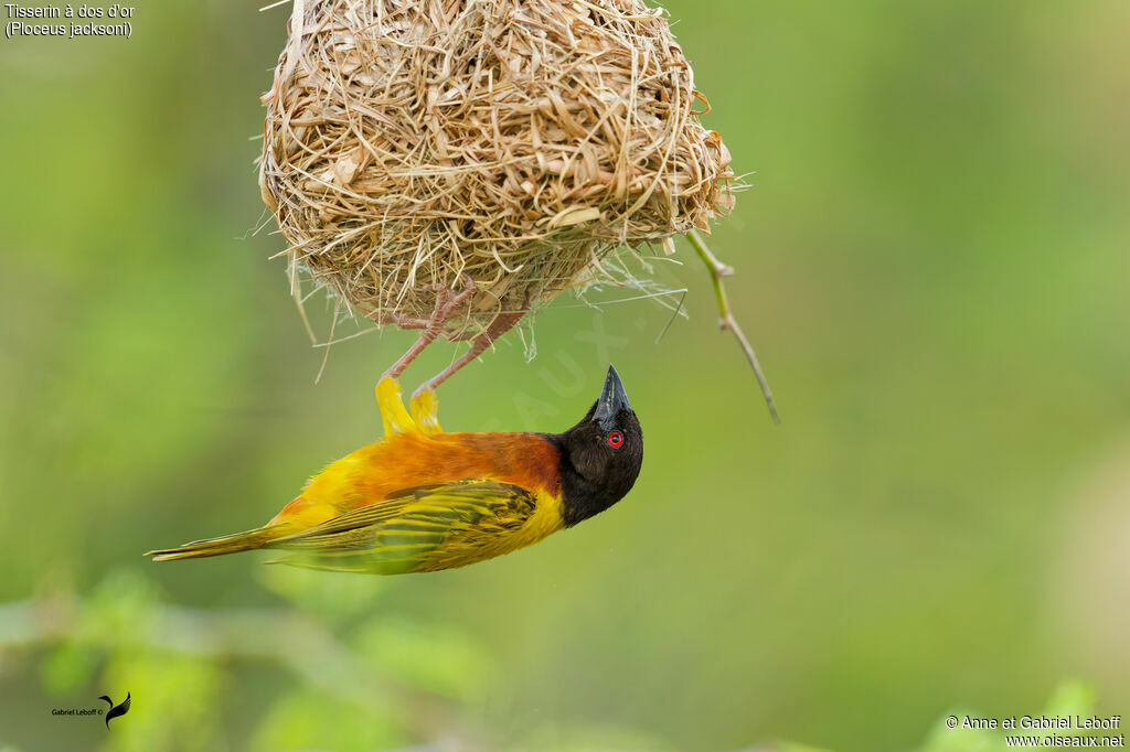 Tisserin à dos d'or