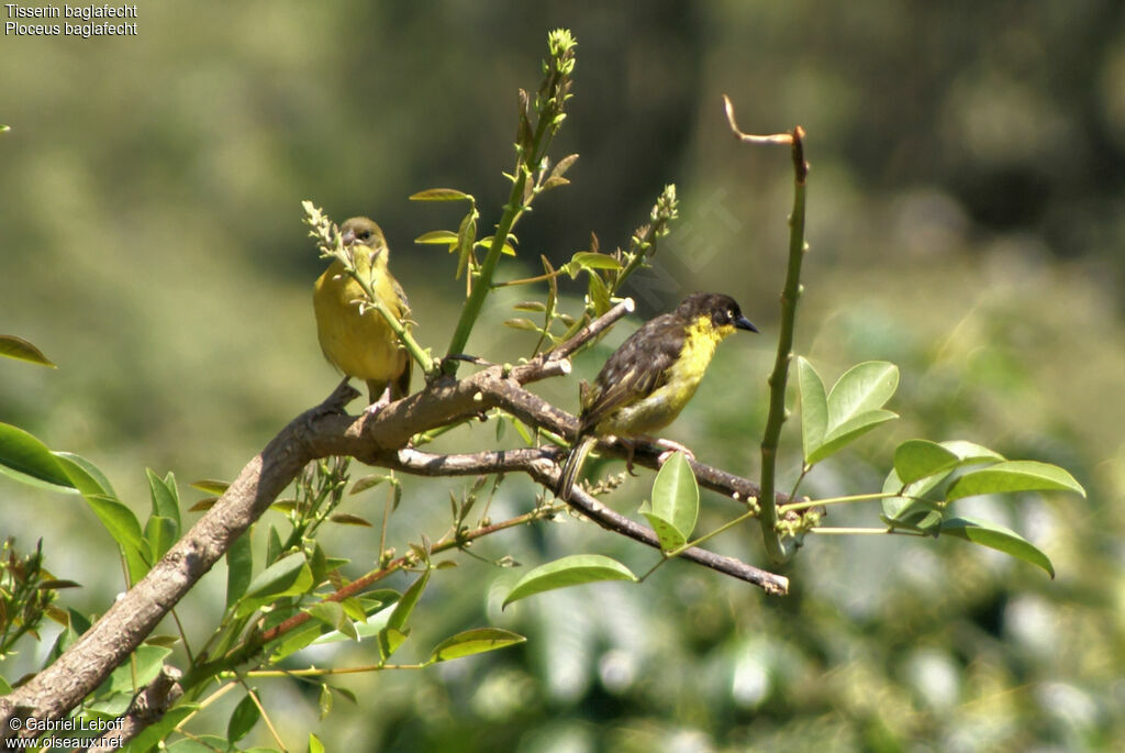 Baglafecht Weaver