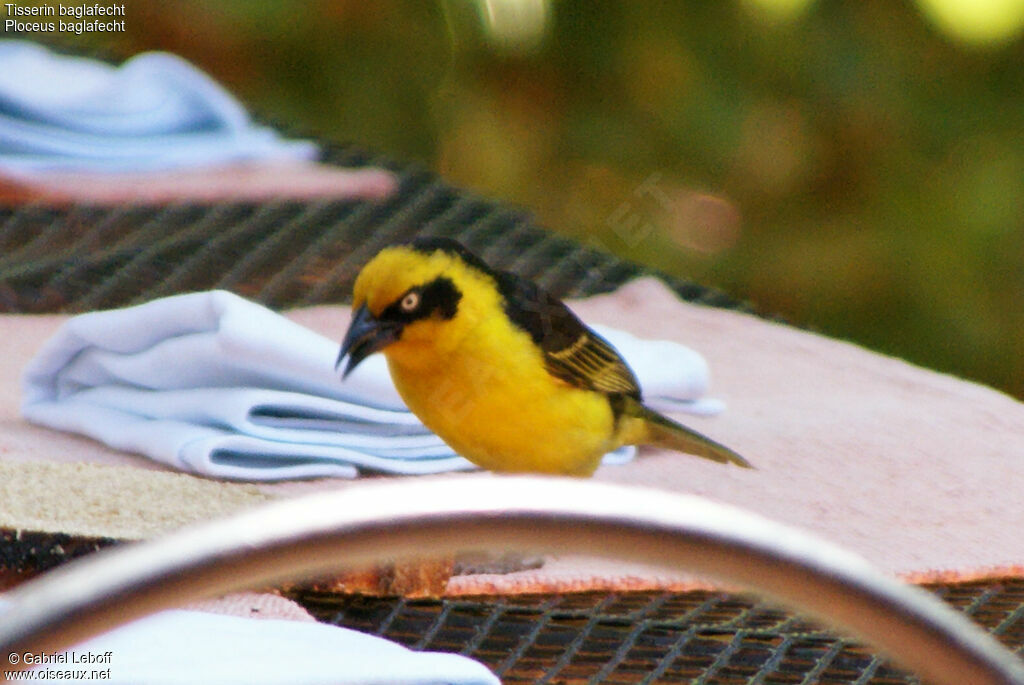 Baglafecht Weaver male adult