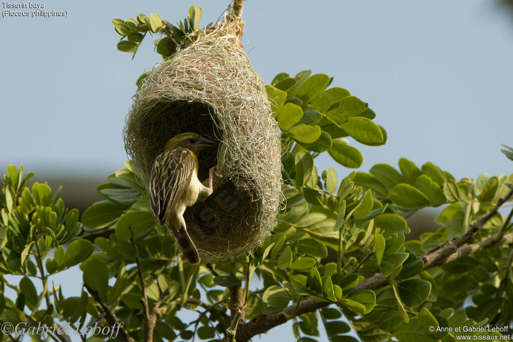 Baya Weaver male First year