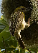 Baya Weaver