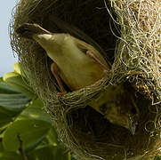 Baya Weaver