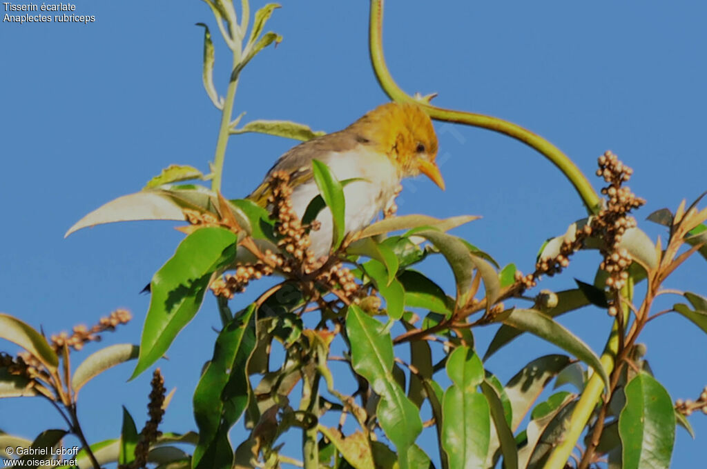 Red-headed Weaver female