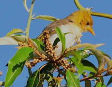 Red-headed Weaver