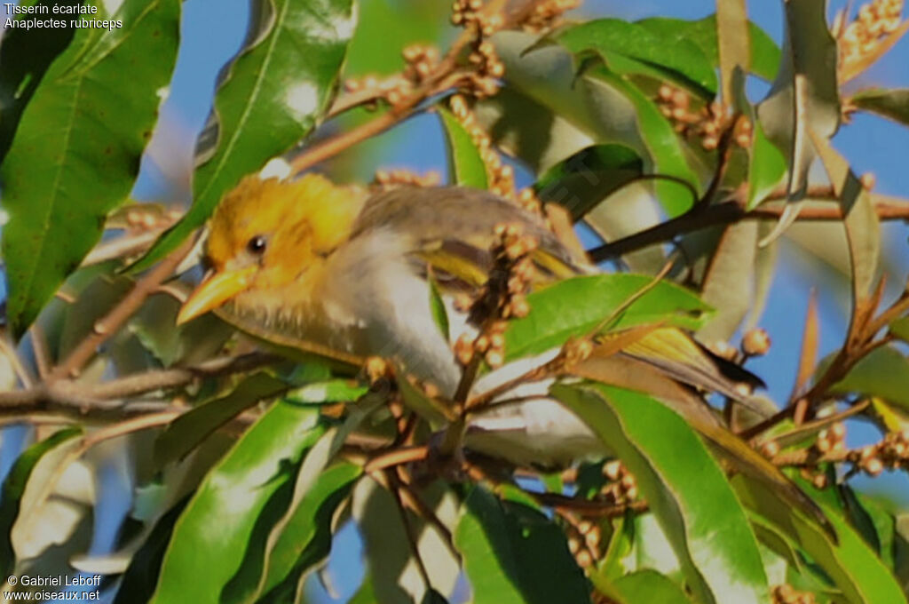 Red-headed Weaver