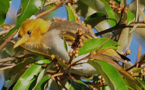 Red-headed Weaver