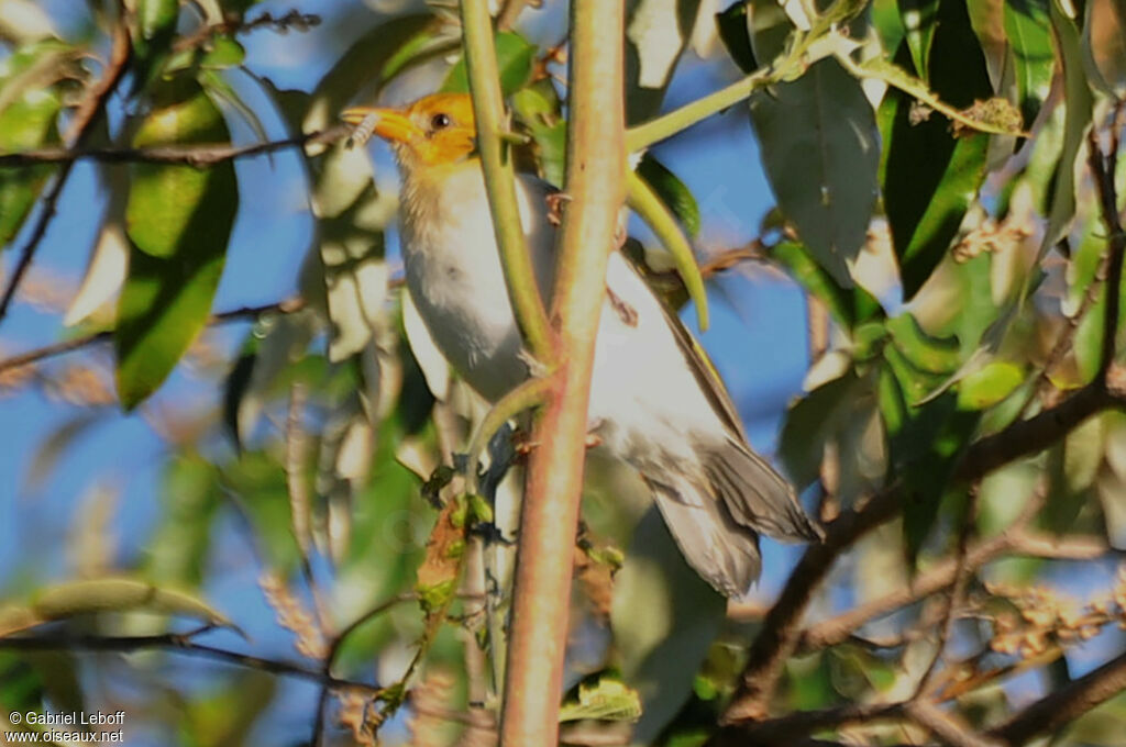 Red-headed Weaver