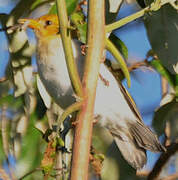 Red-headed Weaver