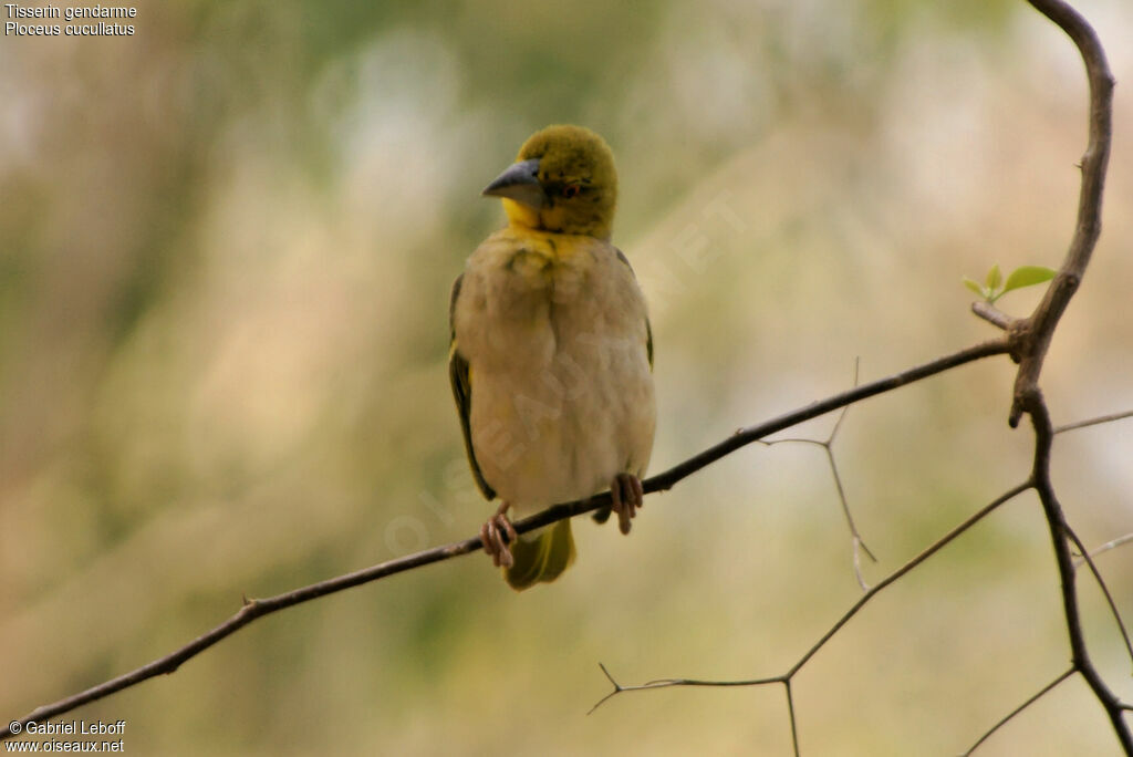 Village Weaver