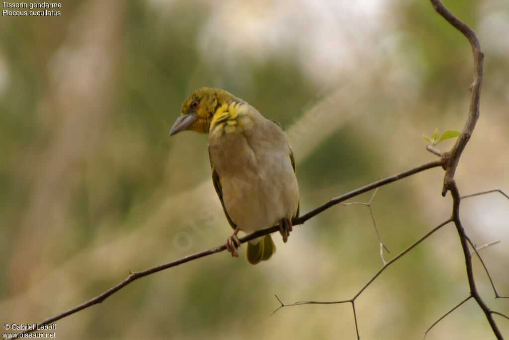 Village Weaver