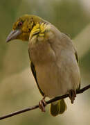 Village Weaver