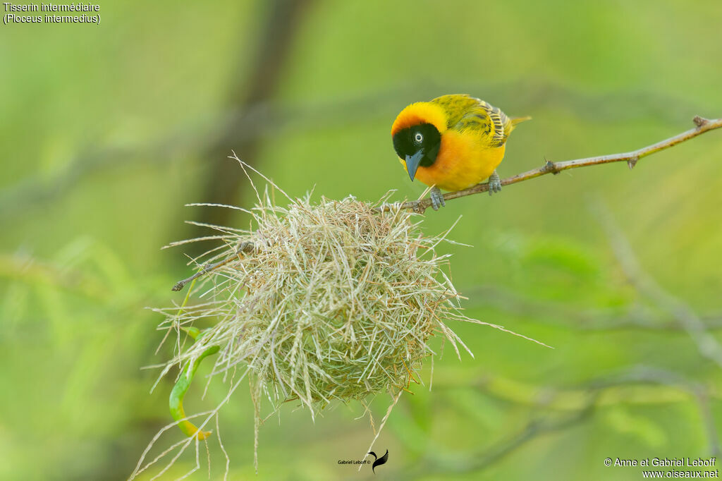 Tisserin intermédiaire mâle