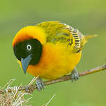 Tisserin intermédiaire