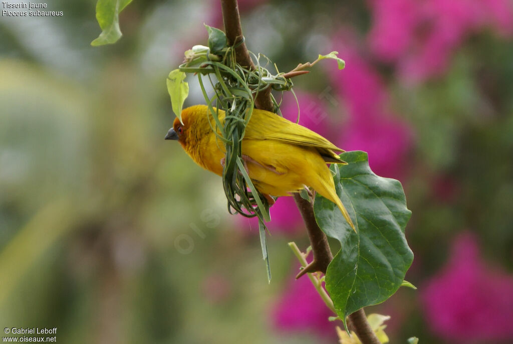 Eastern Golden Weaver male