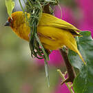 Tisserin jaune