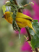 Eastern Golden Weaver