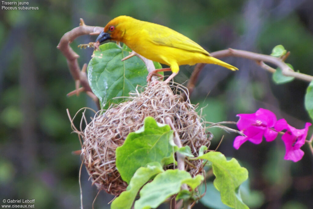 Eastern Golden Weaver male adult breeding, identification