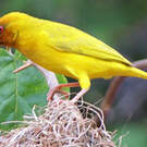 Tisserin jaune