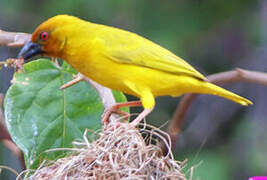 Eastern Golden Weaver