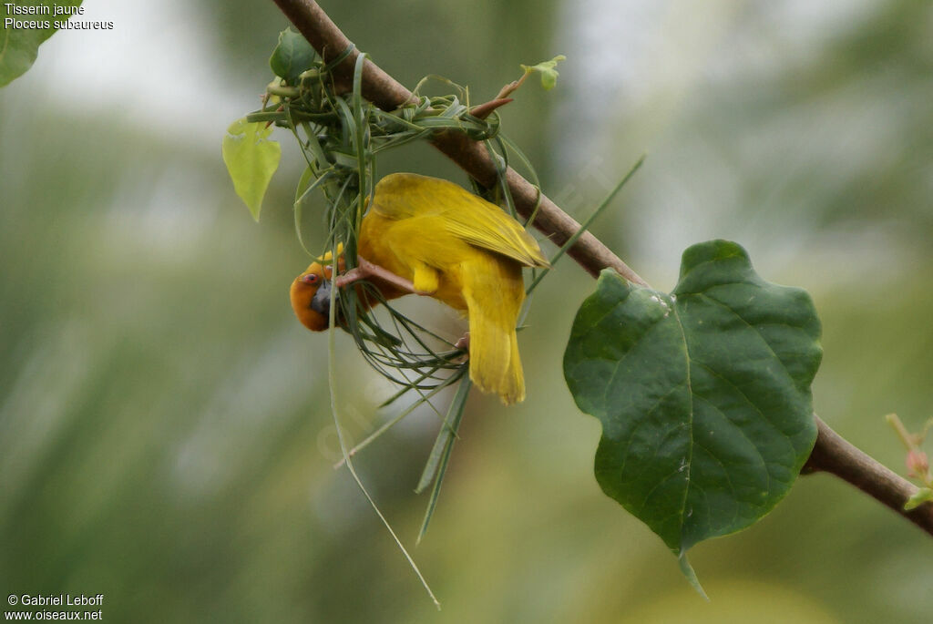 Tisserin jaune mâle