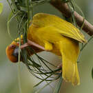 Tisserin jaune