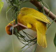 Eastern Golden Weaver