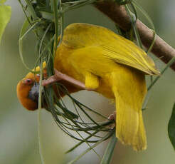 Tisserin jaune