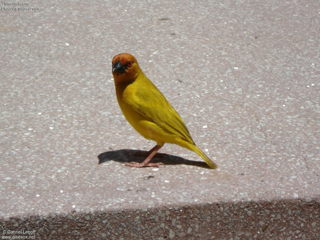 Tisserin jaune mâle