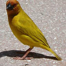 Tisserin jaune