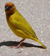 Eastern Golden Weaver