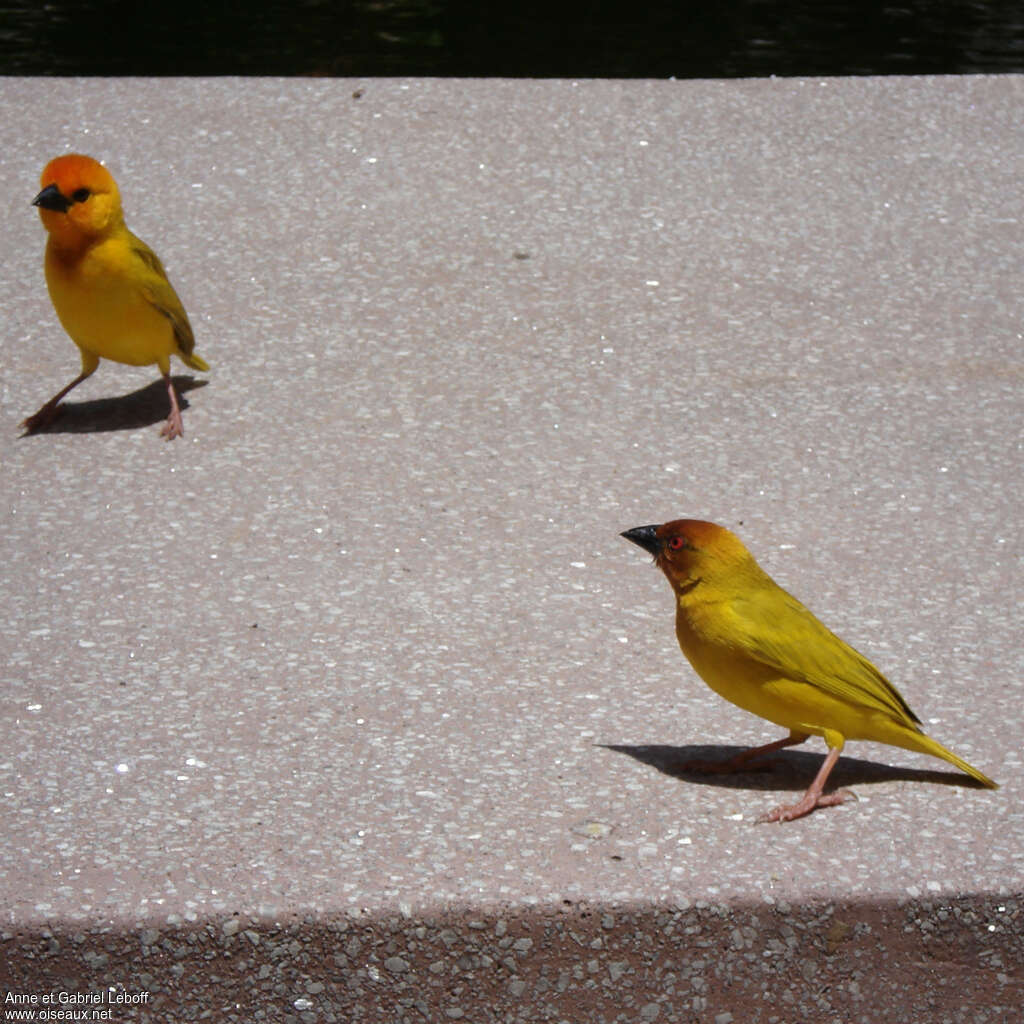 Tisserin jaune mâle adulte nuptial, identification