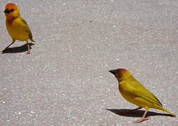 Eastern Golden Weaver