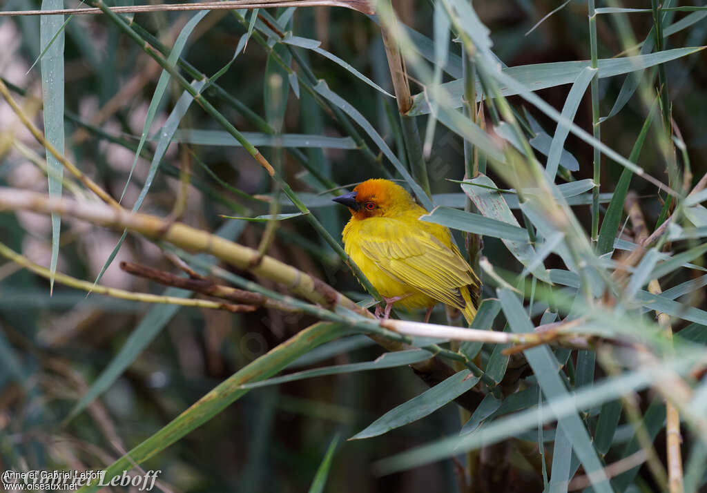 Eastern Golden Weaver, identification