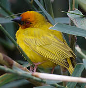 Eastern Golden Weaver