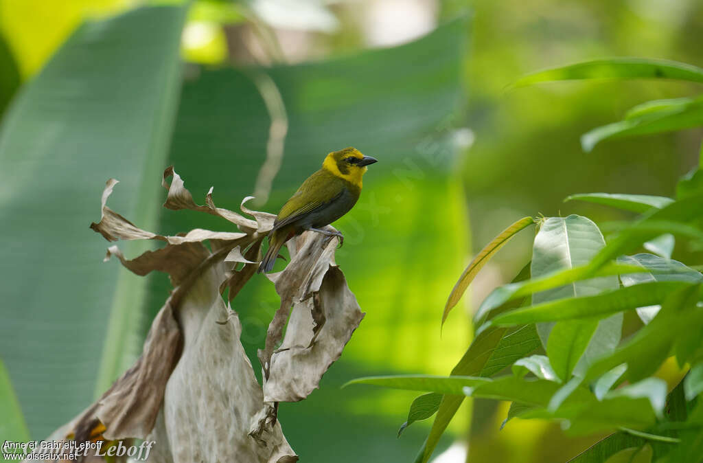 Nelicourvi Weaver female adult, identification