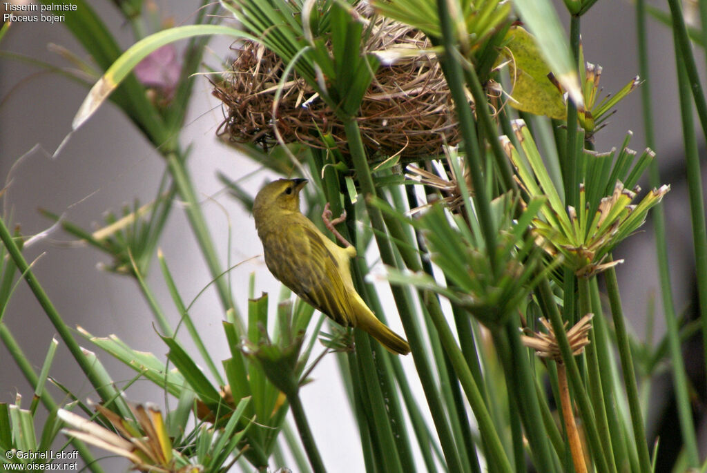 Golden Palm Weaver female