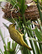 Golden Palm Weaver