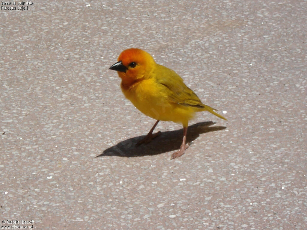 Golden Palm Weaver male