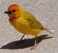 Golden Palm Weaver