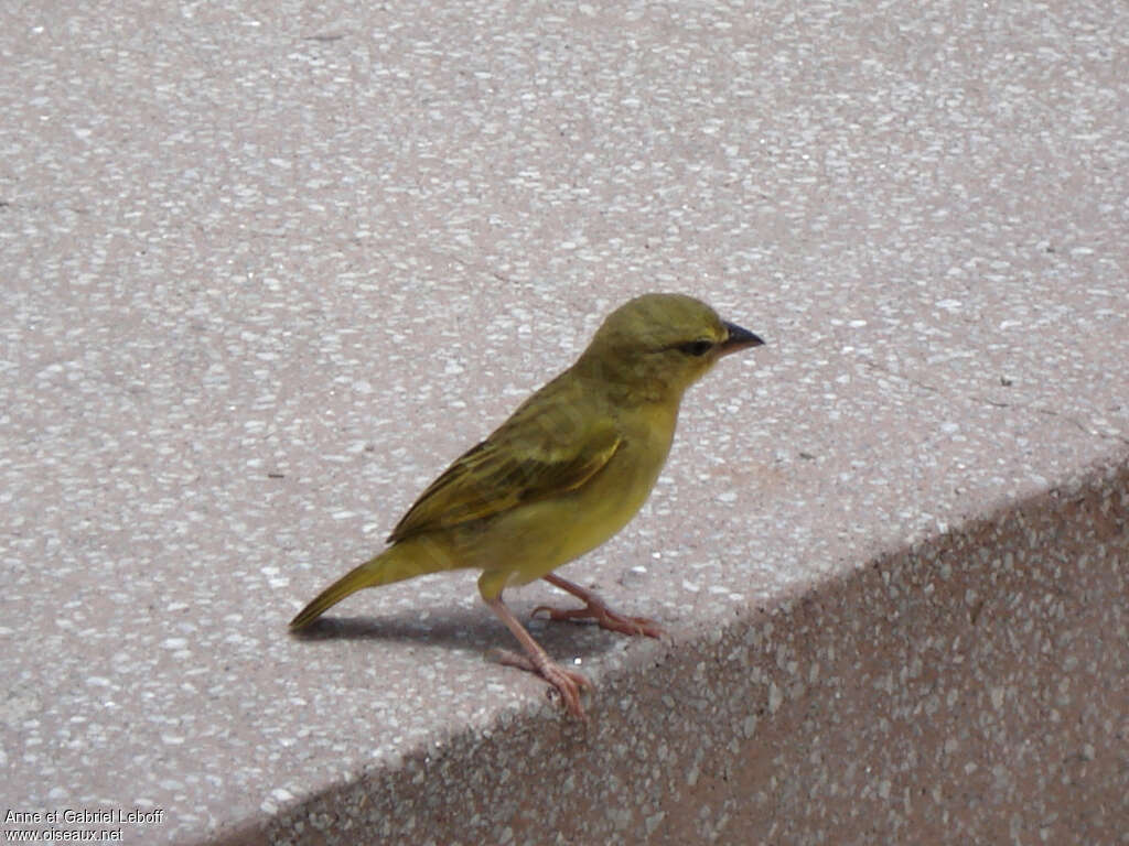 Tisserin palmiste1ère année, identification