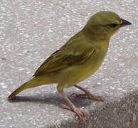 Golden Palm Weaver