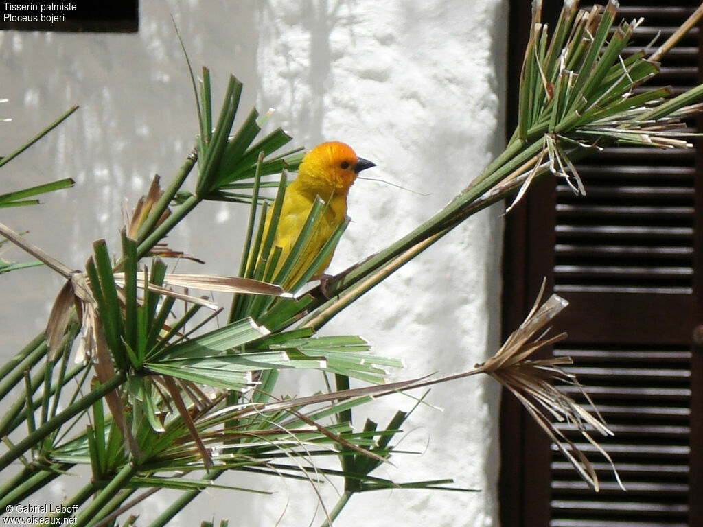 Golden Palm Weaver male