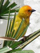 Golden Palm Weaver