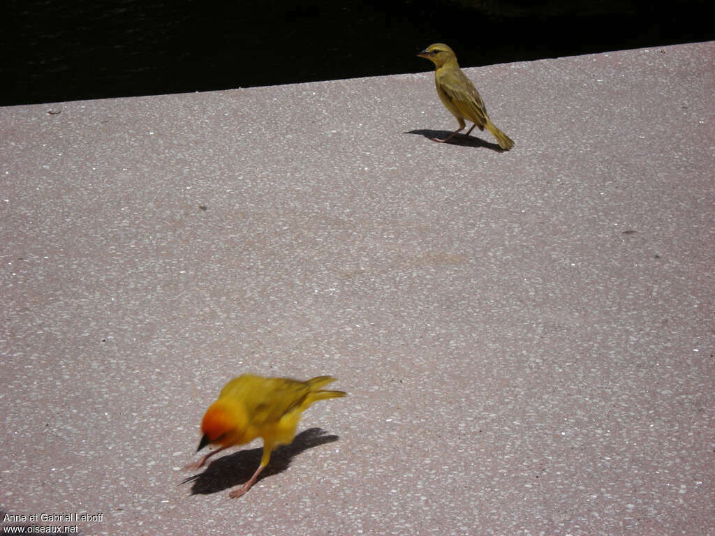 Golden Palm Weaver female adult