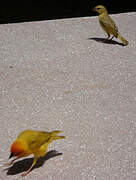 Golden Palm Weaver