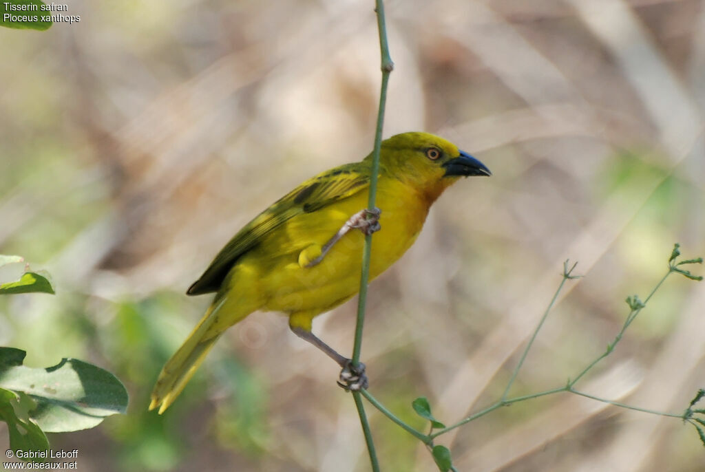 Holub's Golden Weaver