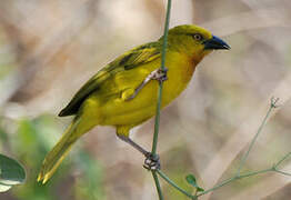 Holub's Golden Weaver