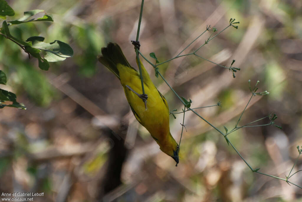 Holub's Golden Weaver male adult, pigmentation, eats, Behaviour