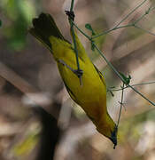 Holub's Golden Weaver