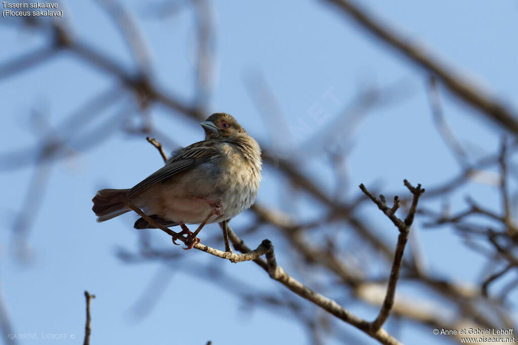 Sakalava Weaver female